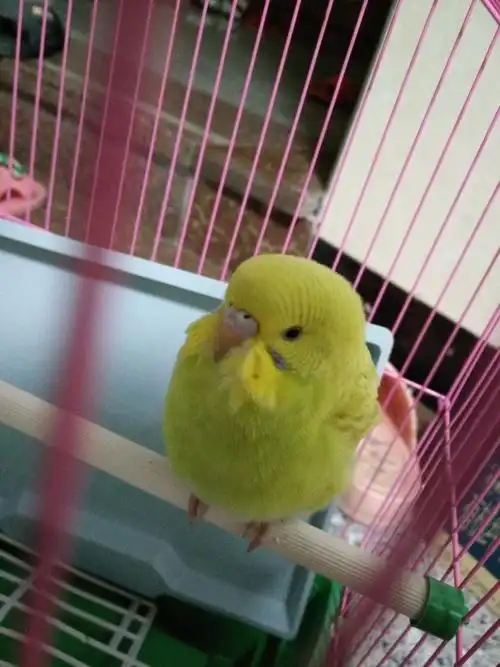 怎么看云斑鹦鹉有没有成年