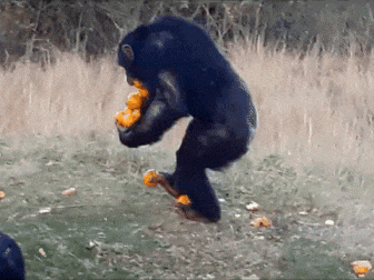 出去了 07 好惆怅 孤独它环绕着我 我也想去相亲 08 是谁说猴子掰玉米