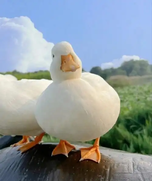 早安鸭,特别想养一只柯尔鸭,有木有宝养的