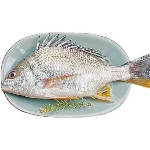 湛江海鲜黄翅鱼新鲜黄赤鱼黄鳍鱼生鲜水产鲜活活现其它