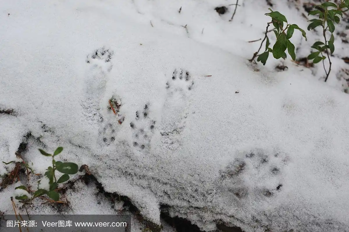 脚印,松鼠,水平画幅,形状,雪
