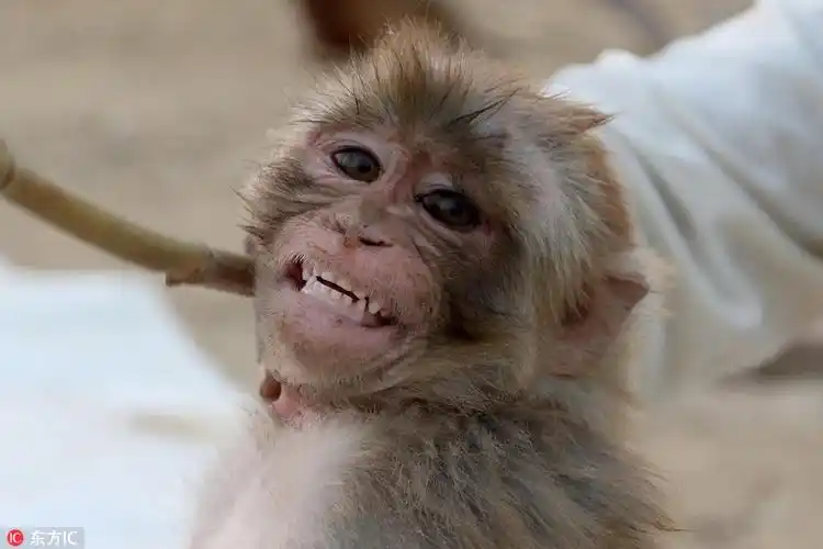 巴基斯坦猴子被训练卖艺戴镣铐每天能挣3美元