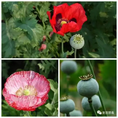 罂粟属于罂粟科,罂粟属植物,它最为引人瞩目的特征,是它那大而艳丽的