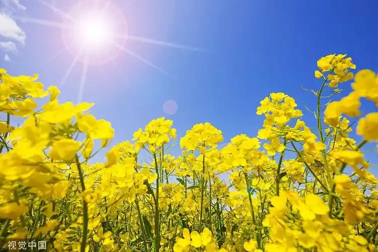 走找春天油菜花这么拍更美