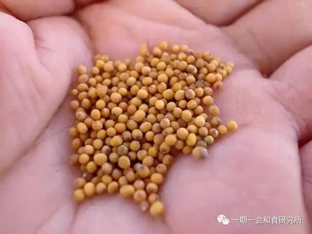 芥菜的种子,俗称芥菜籽(儿)