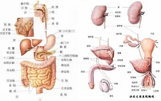 人体器官分布图人体系统结构图及系统功能解说