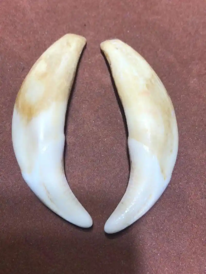 狼牙 新到狼牙,纯西伯利亚狼牙. 5.5厘米,无打孔,y形血槽,带血纹!