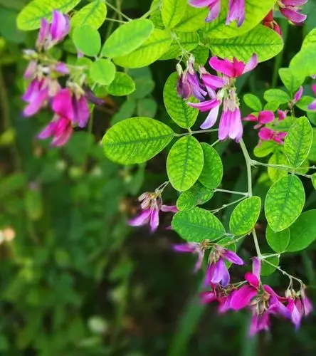 请欣赏胡枝子,又称萩,随军茶,荆条等.属豆科植物.