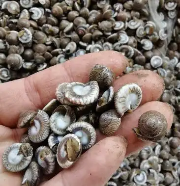 [批发]金钱螺 托式昌螺 乌钱 水产鲜活价格7.00元/斤 - 一亩田
