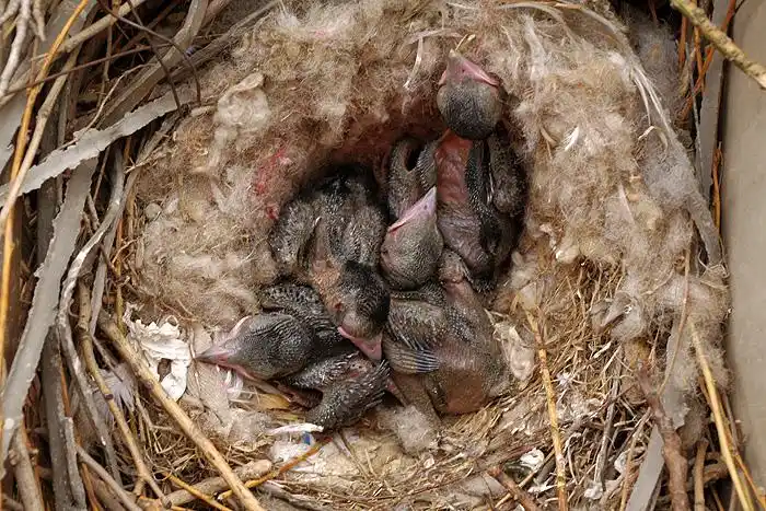 【原创】喜鹊日记 丑四怪 (2010年5月16日)