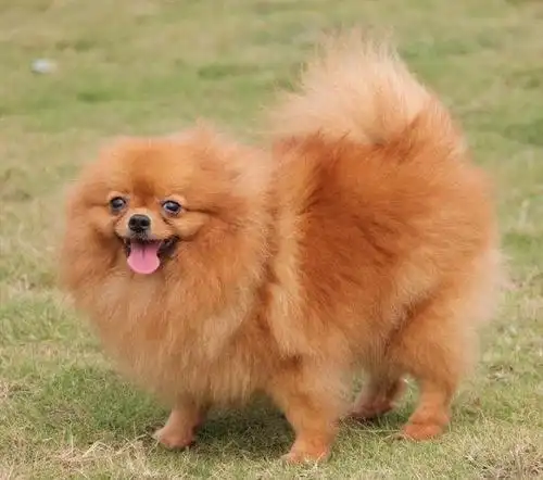 成年2条母博美转让啦一条白色一条棕色的—宁波博美犬