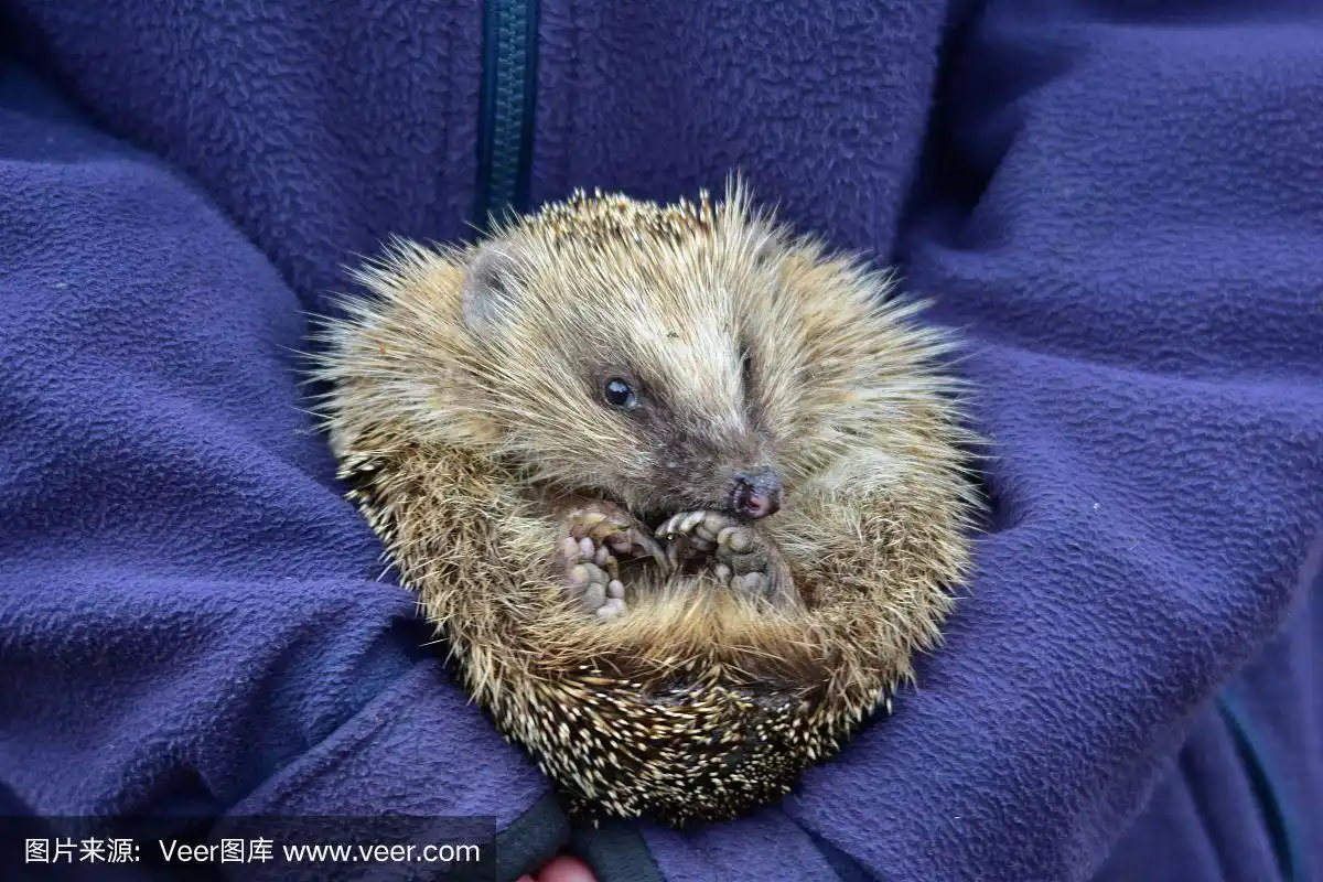 刺猬,野外动物,尖的,爪,猪