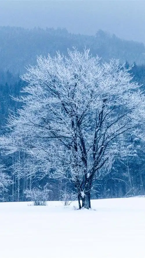 冬天,雪,树木,白色的世界 5k