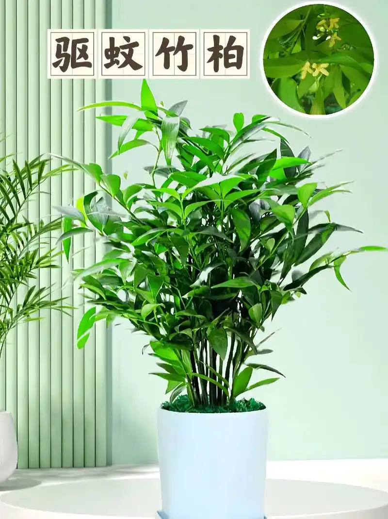 夏天必备～驱蚊竹柏
