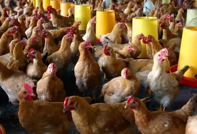 母鸡为什么没有公鸡也能下蛋(母鸡不需要公鸡就能下蛋)(8)