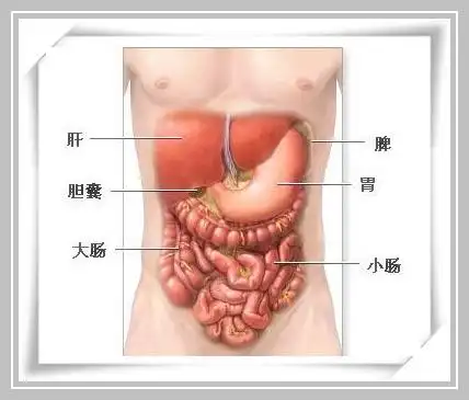 肝在哪个地方图