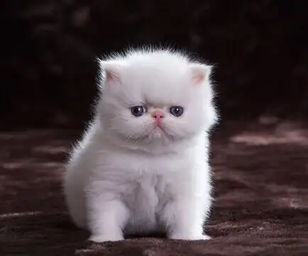 加菲猫猫咪异国长毛纯白波斯猫幼猫活体宠物纯白色猫咪