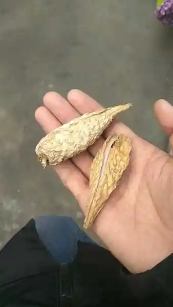 债务  13 分钟前   最佳答案 百姓俗称老瓜瓢,萝藦科白薇,一般药用