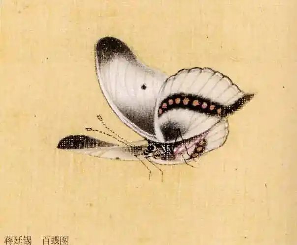 国画技法图典——草虫篇:蝴蝶与蛾|绘画|画家|中国画|黄朴存_网易订阅