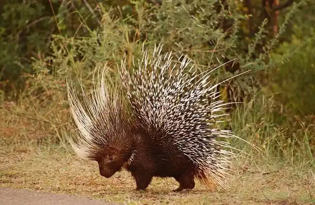 宁夏六盘山发现长刺的"猪",走路能发出警戒声,然而它与猪无关_豪猪