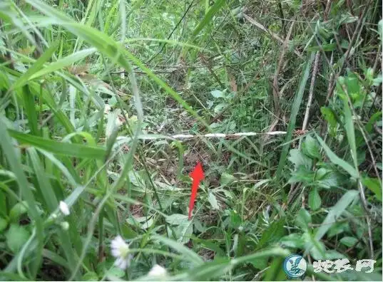 竹鸡下套法如图电煤捕竹鸡下套教程