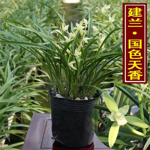 国色天香翁源兰花建兰清香品种兰花中国兰花室内客厅植物花卉盆栽