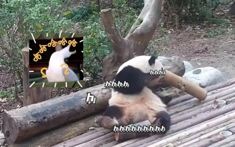 15大象花表演失误了,竹筒倒一边去,表情管理不住了,花花:姨姨们记得给