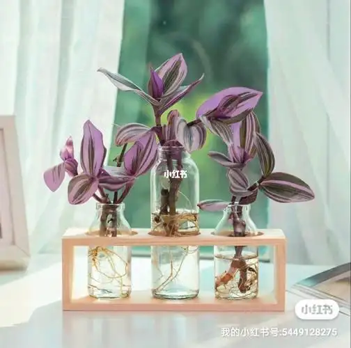 油画吊兰盆栽水培好养易活吊兰婚礼油画吊兰