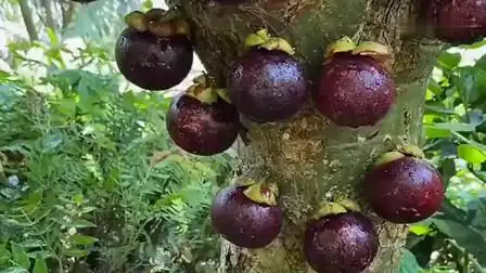 山竹是这样生长出来的,我还是第一次见到这样的场景,长见识了!