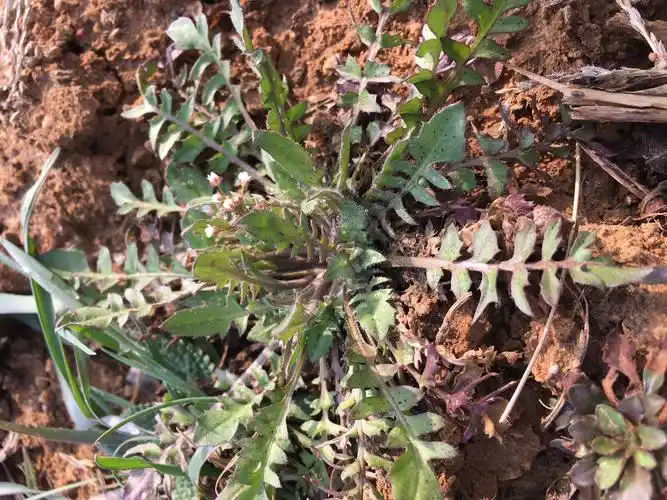 是一种长得翠绿翠绿的,有白白的根须,开着星星点点的小白花的野生植物