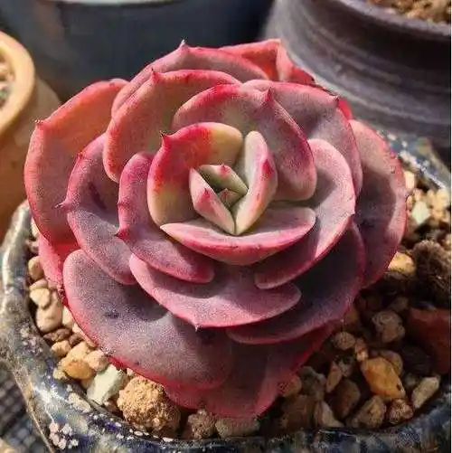 景天科拟石莲属多肉植物_景天科石莲花属 - 云林新闻励志网