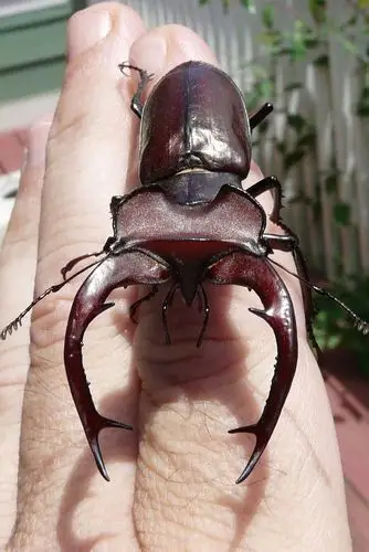 giant stag beetle by duggiehoo