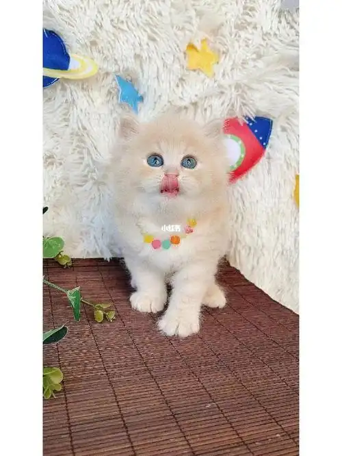 1200全款凯米尔色长毛高地弟弟健康无癣