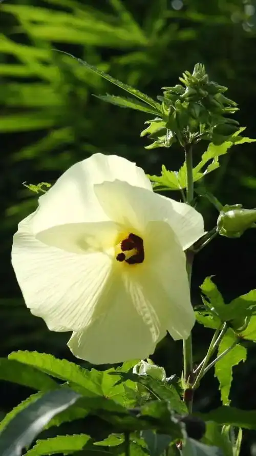 一日一花一诗黄葵花