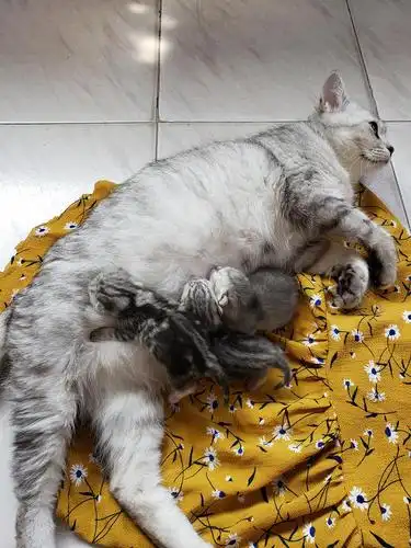 自己家养的银渐层宝宝,出生一个月,找一个靠谱的.