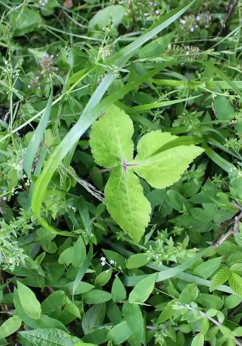 本草植物志之鸭脚板草冠名权在哪里究竟有多少鸭脚板