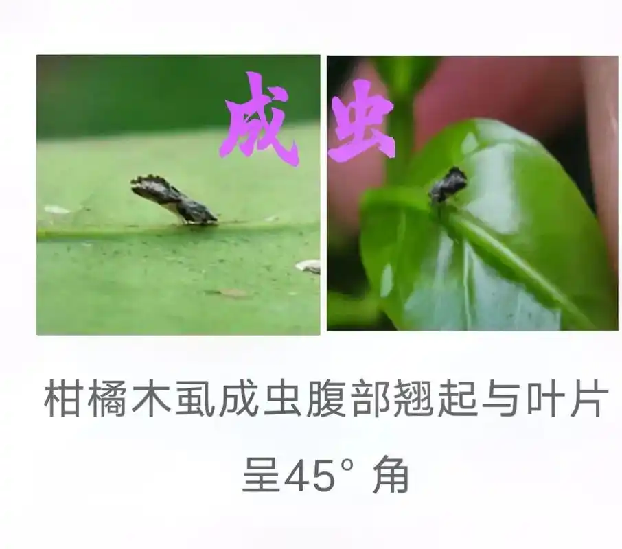识别柑橘木虱各虫态#赣南脐橙  - 抖音