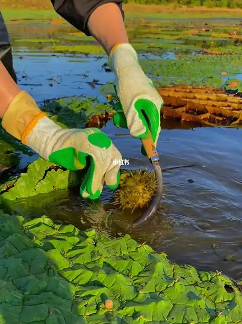 采摘鸡头米的时候一定要戴手套,一不小心就扎到手了#鸡头米 #芡实