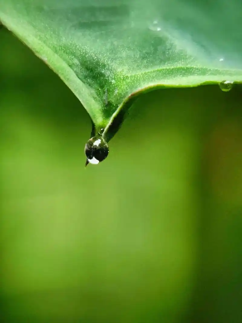 手机拍摄,微观世界.#微距摄影 #小米12s u #微观世界 - 抖音