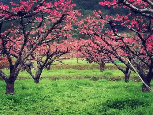 2019连平县上坪镇小水村桃花景色(一)