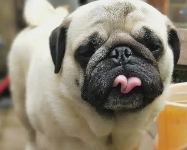 动物,吐舌头,哈巴狗,宠物,搞怪的巴哥壁纸