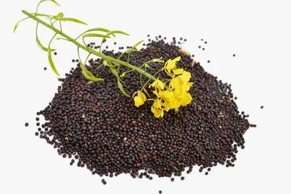 菜油期货手续费怎么计算 要做一手的话需要多少钱 - v策财经