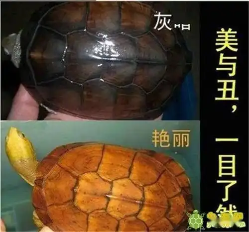 对黄喉拟水龟选择的理解(随便)_象牙