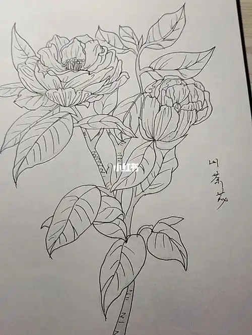 临摹山茶花2
