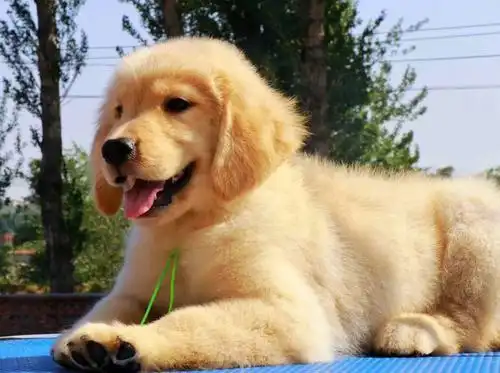 聪明可爱狗狗之金毛寻回犬:我也可以做你的眼睛!