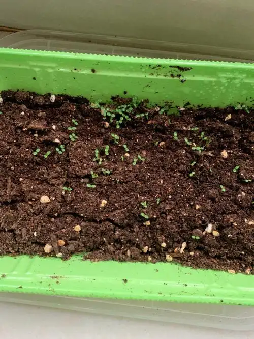 我的草莓种子发芽了在线等怎么移栽