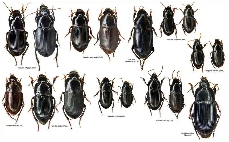 部分婪步甲属中的虫子