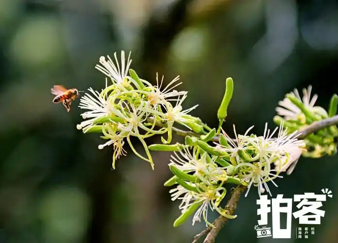 拍客| 海口石山镇割舌果花开 萦绕乡愁乡味