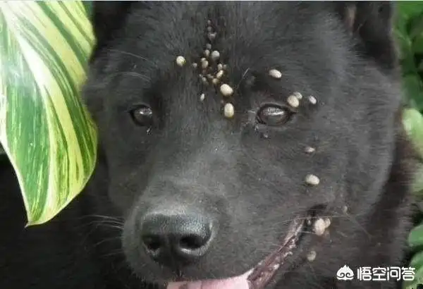 狗身上蜱虫怎么去除「狗身上蜱虫去除后狗会怎么样」