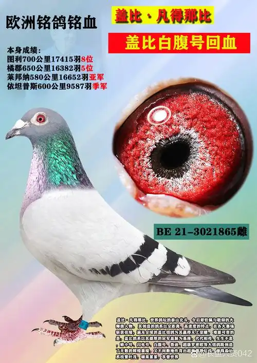 信鸽#盖比 盖比.